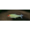 Zwinnik czerwonousty, rodostomus zwinnik